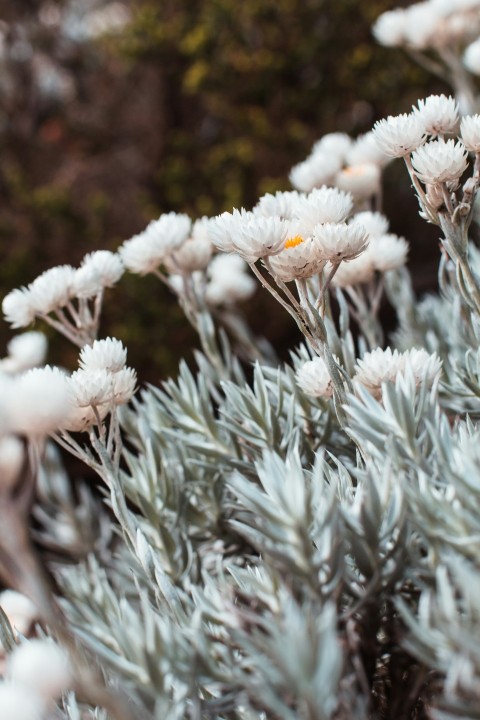 a close up of a plant with white flowers