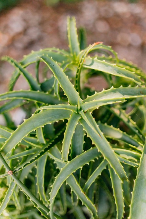 a close up of a green plant with leaves