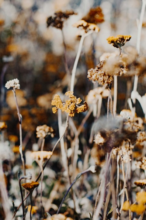 white flowers in tilt shift lens