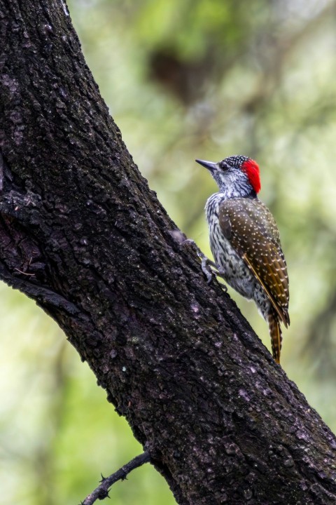 a small bird perched on a tree branch