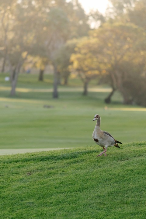 a duck walking across a lush green field 1hZ