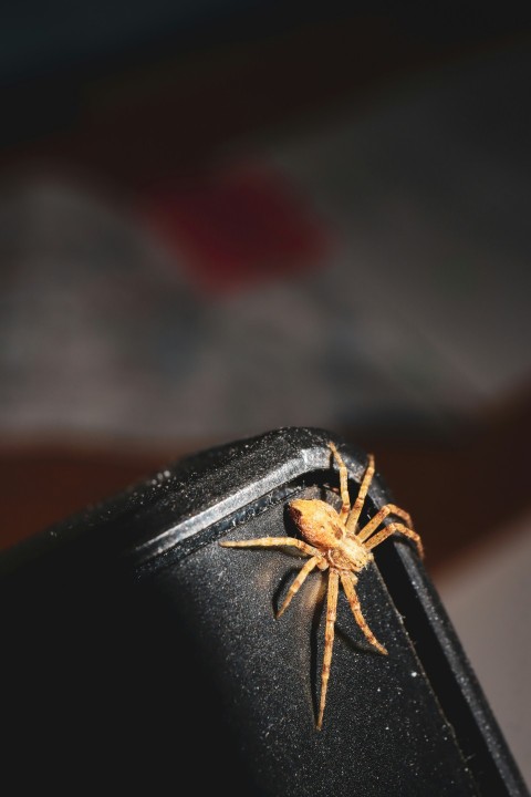 a spider crawling on the side of a trash can