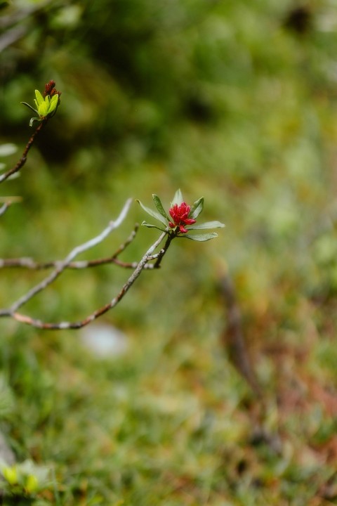 a small red flower on a tree branch