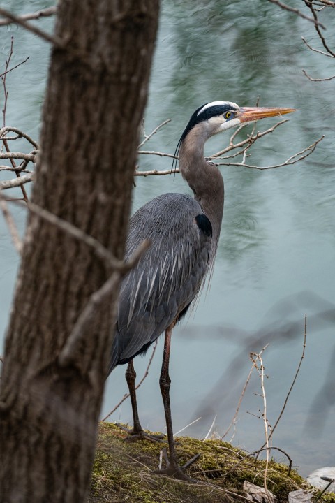 a bird is standing on the bank of a river