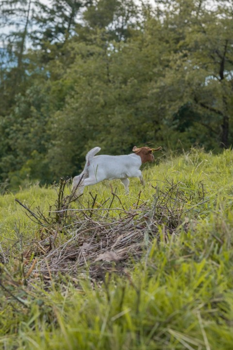 a dog is walking in the grass with a stick in its mouth