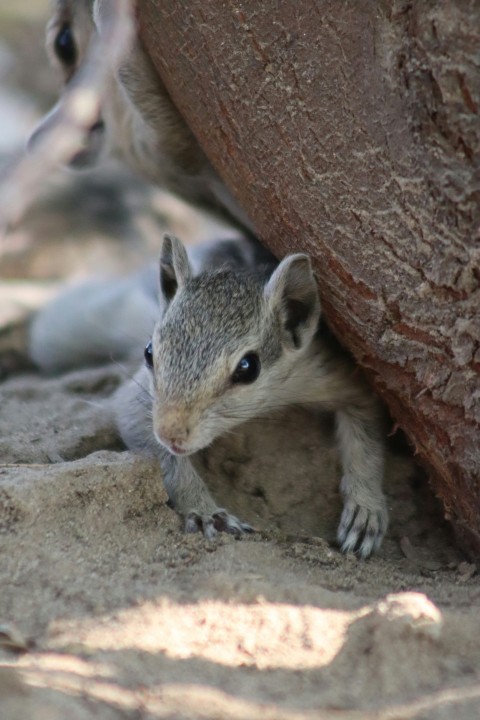 a small animal hiding under a large rock