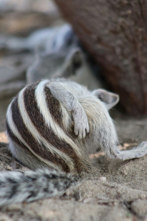 a striped animal laying on the ground next to a tree