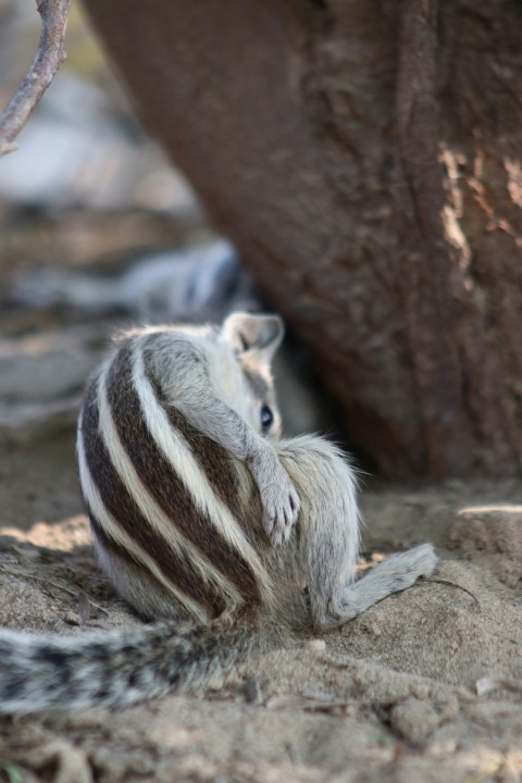 a striped animal sitting on the ground next to a tree