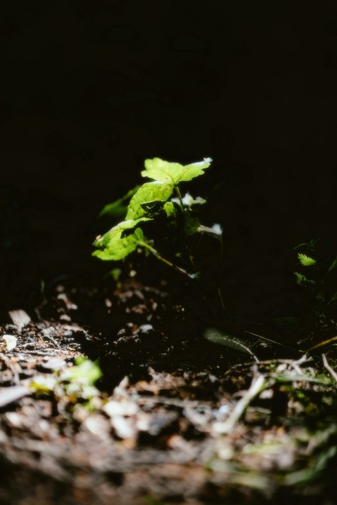 a small plant sprouts out of the ground