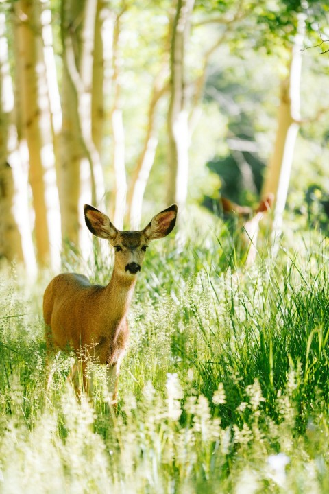 a deer standing in the middle of a forest