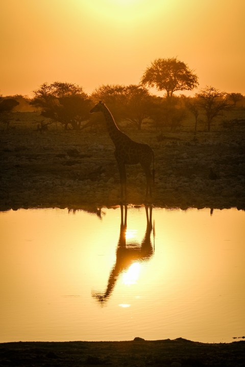 a giraffe standing in front of a body of water