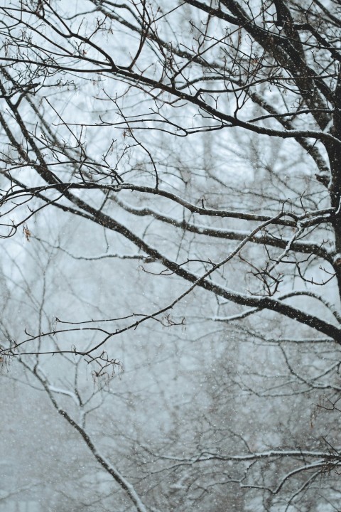 snow covered leafless trees UBtUB4Qc