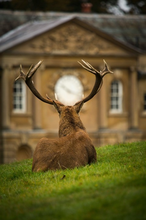 brown deer lying on green grass field during daytime XU8 DS_n