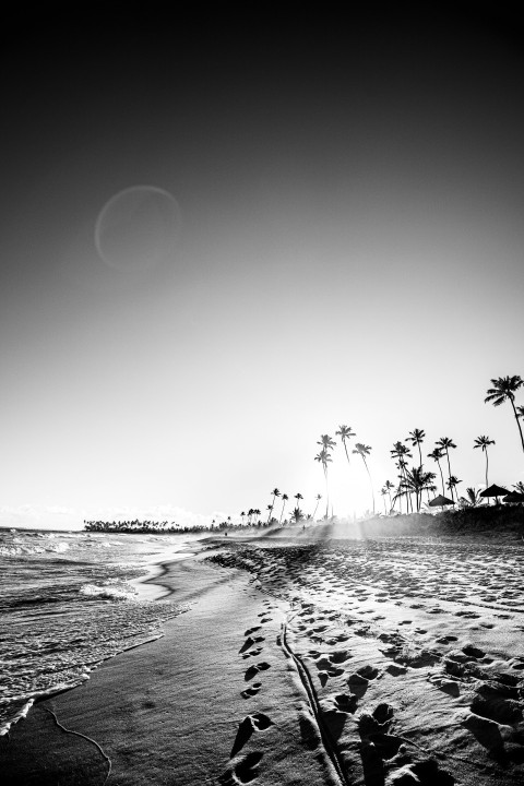 grayscale photo of palm trees on beach IzxWKtY