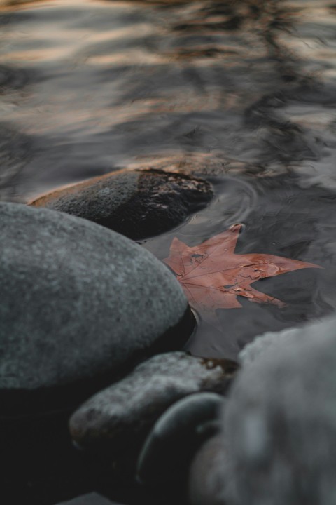red maple leaf on gray rock