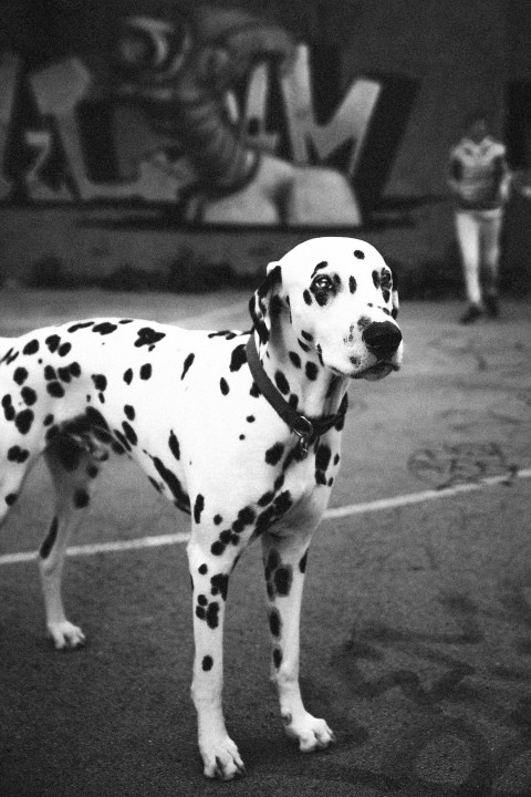 harley quinn great dane 7WF 9GaU