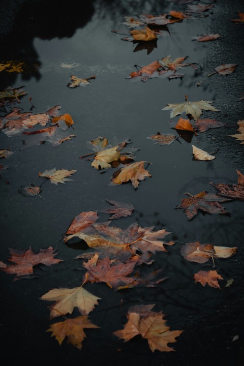 a bunch of leaves floating on top of a body of water