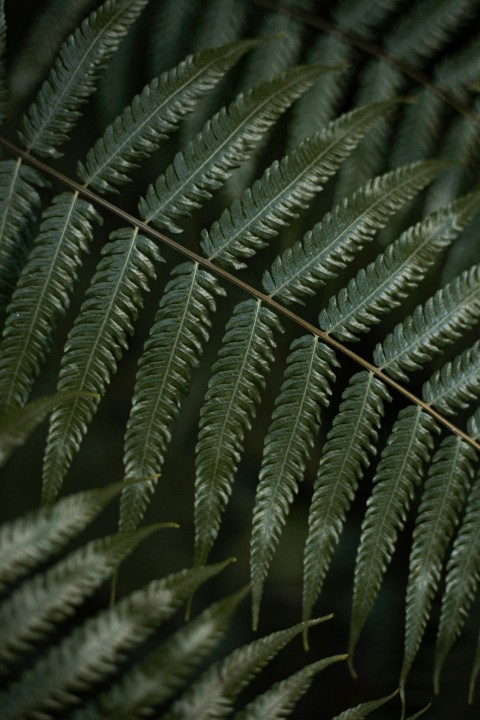 green leaf plant in close up photography