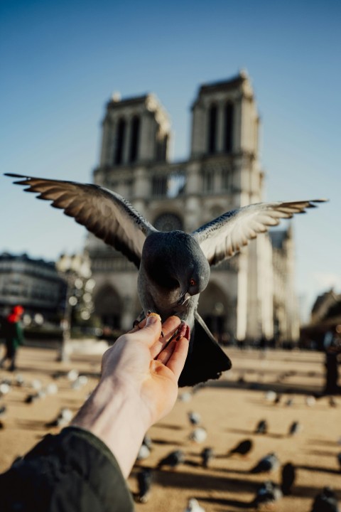 black bird on persons hand