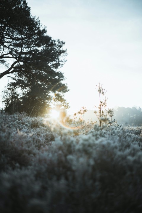 the sun is shining through the trees in the field