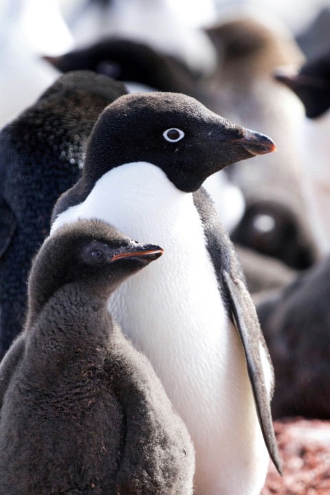 black and white penguins during daytime