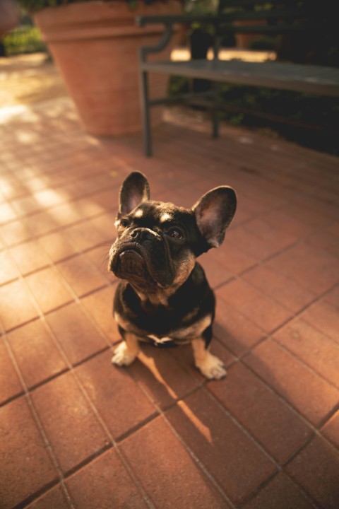 short coat black puppy on brick ground