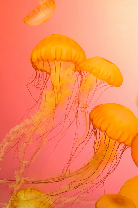 a group of jellyfish floating in the water