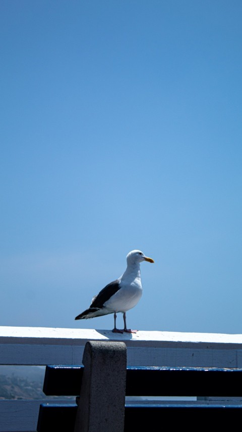 a seagull sitting on a bench on a sunny day yB3eKC605