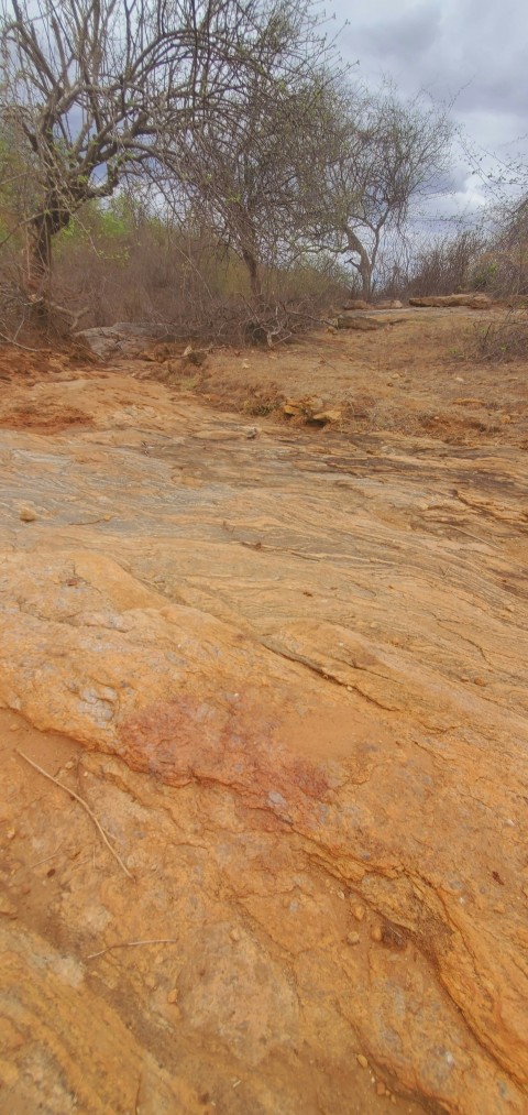 a dirt field with trees in the background