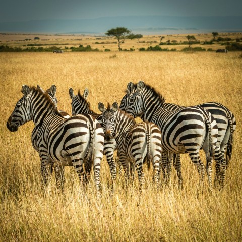 five zebra surrounded by brown grass during daytime