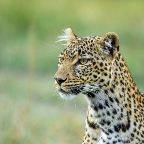 brown and black leopard on green grass during daytime