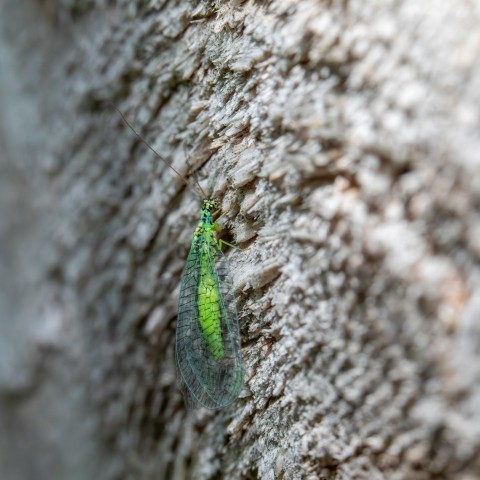 a green bug crawling on the side of a tree