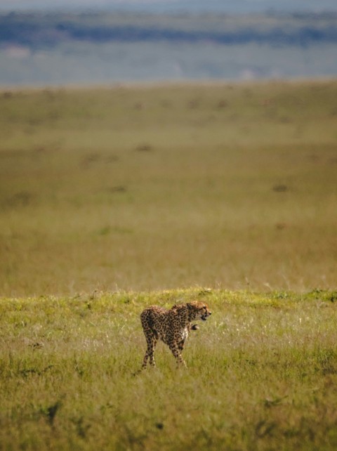 a cheetah walking through a grassy plain