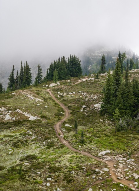 a dirt road with trees on the side