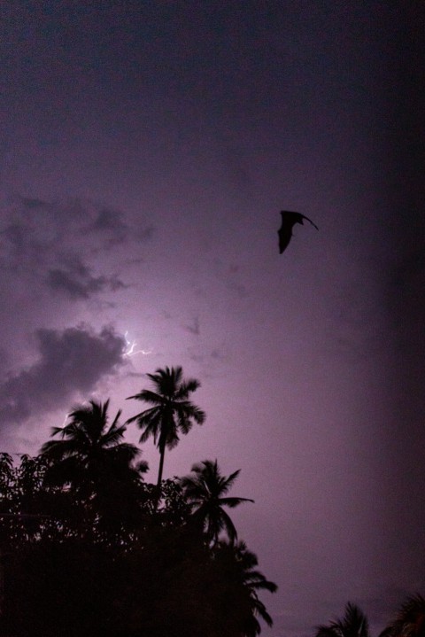 a bird flying through a cloudy sky with palm trees